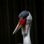 世博会娱乐项目推荐:不可错过的精彩表演 fz63vta