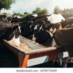 万豪娱乐的美食之旅:品味全球各地的美味佳肴 kuup0vwc