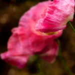 163开奖结果查询,最新开奖信息实时更新 ivs154n7