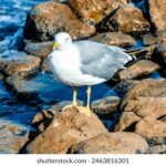 360度全景直播,精彩赛事尽收眼底 q1y4zmuykw