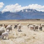 360度全景畅享NBA手机高清直播盛宴 w47lbj2